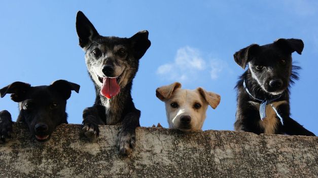 Las Mascotas cumplen un rol fundamental en la vida de los humanos