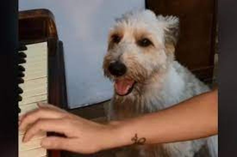 El perrito es furor en redes sociales.&nbsp;