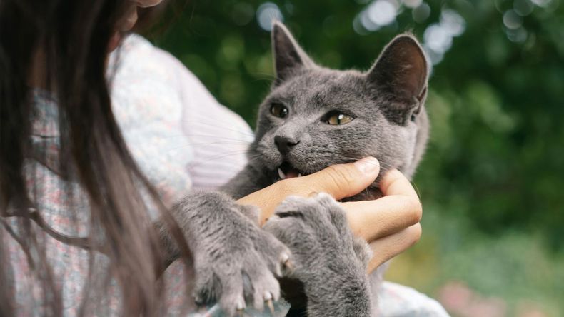 La convivencia felina se asocia a menor presión arterial, mejor ánimo y apoyo afectivo.