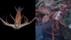 Las imágenes de los animales marítimos de Mar del Plata fueron furor en redes sociales. Las imágenes de los animales marítimos de Mar del Plata fueron furor en redes sociales.