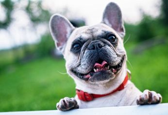 Las mascotas tendrán DNI