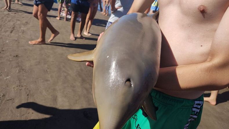 Este no es el primer delfín que aparece en la costa de Mar del Tuyú.