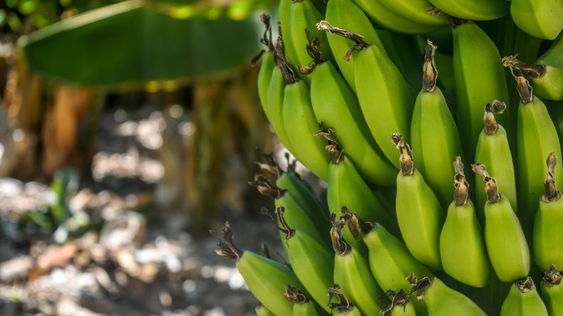 La banana verde es rica en almidón resistente, una fibra que se fermenta en el intestino grueso y favorece la producción de ácidos grasos de cadena corta. 