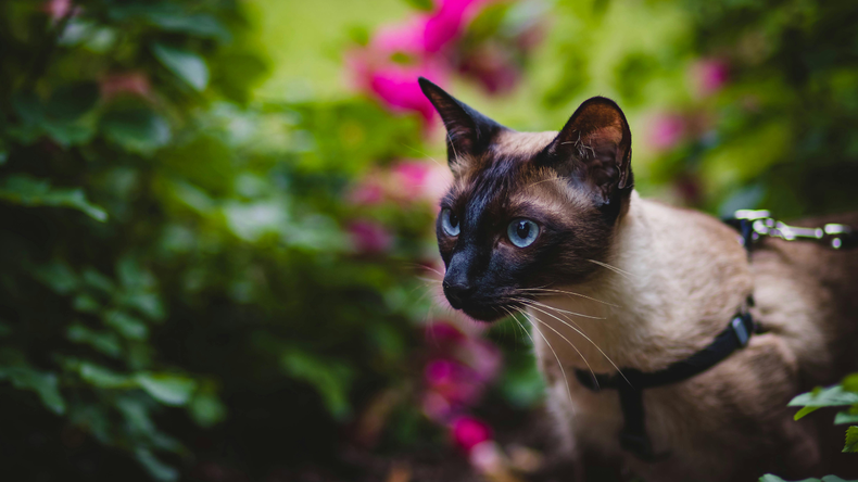 Entre estas nuevas prácticas, cobró fuerza el fenómeno de pasear a los gatos con correa, una costumbre que, aunque poco común, generó tanto seguidores como detractores.  