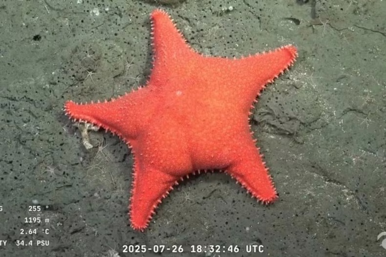 La estrella de mar