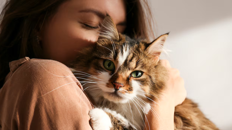 Investigaciones recientes indican que las interacciones con felinos influyen en la salud fisiológica y reducen respuestas asociadas al estrés.