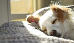 Cada vez son más las personas que duermen con sus perros, pero veterinarios y estudios científicos analizan cómo esta práctica influye en el descanso. &nbsp;