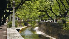 Las tipas y sus flores se asoman sobre los muros de La Cañada. Las tipas y sus flores se asoman sobre los muros de La Cañada.