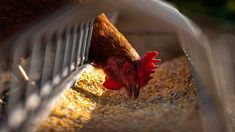 Los casos de Gripe Aviar ya son 14 en el país. Los casos de Gripe Aviar ya son 14 en el país.