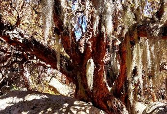 En Córdoba hay un ﻿bosque con tintes selváticos que parece sacado de un cuento.