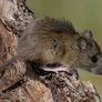 18 casos de hantavirus en Buenos Aires. 18 casos de hantavirus en Buenos Aires.