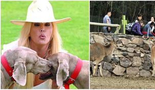 Susana Giménez reclama por el zoológico de Mendoza: No se puede ver sufrir así a los animales Susana Giménez reclama por el zoológico de Mendoza: No se puede ver sufrir así a los animales