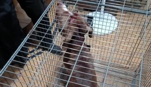 El pitbull quedó al resguardo de familiares bajo custodia de la Brigada de Rescate Animal. El pitbull quedó al resguardo de familiares bajo custodia de la Brigada de Rescate Animal.