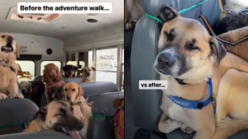 El micro lleno de perros que se hizo viral en todo el mundo.