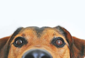 Tener un perro implica un compromiso significativo que trasciende el cumplimiento de sus necesidades básicas como la alimentación, el ejercicio y la atención veterinaria. &nbsp;