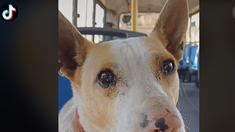 La mascota viaja en el colectivo de Lucas en La Plata. La mascota viaja en el colectivo de Lucas en La Plata.