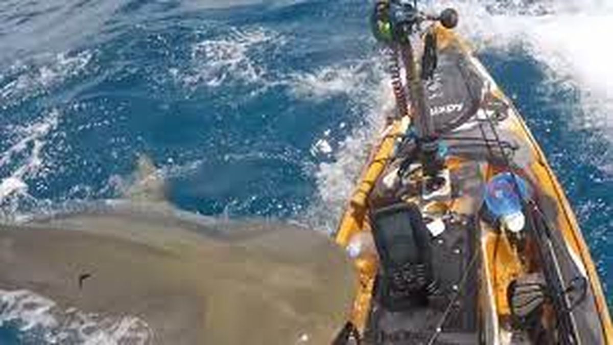 Viral impactante video de un tiburón atacando a un hombre que iba en kayak