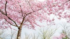 Los mejores árboles que florecen en primavera según la IA.