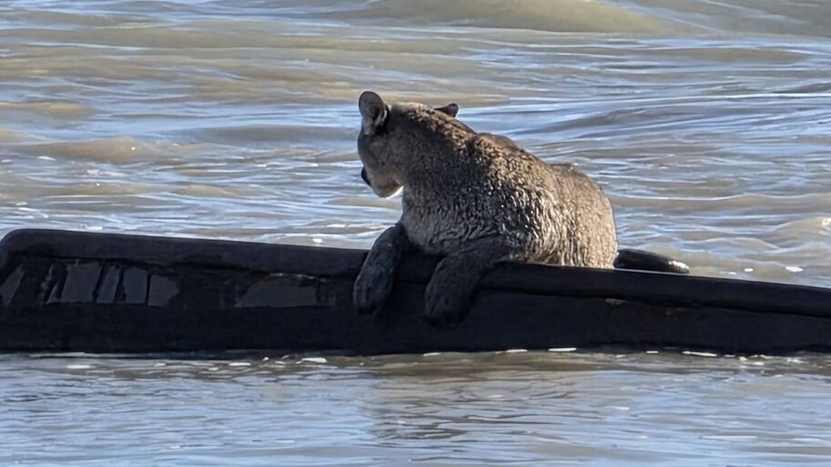 Sorpresa en Santa Cruz: captaron a un puma sobre los restos de un barco hundido