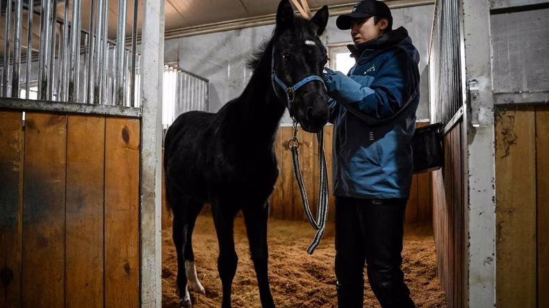 El primer caballo clonado para deportes ecuestres es de China.&nbsp;
