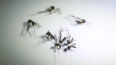 Santa Fe y otras provincias como Chaco, Formosa, provincia de Buenos Aires, Córdoba, Mendoza y Tucumán, ya detectaron casos de dengue autóctono. Santa Fe y otras provincias como Chaco, Formosa, provincia de Buenos Aires, Córdoba, Mendoza y Tucumán, ya detectaron casos de dengue autóctono.