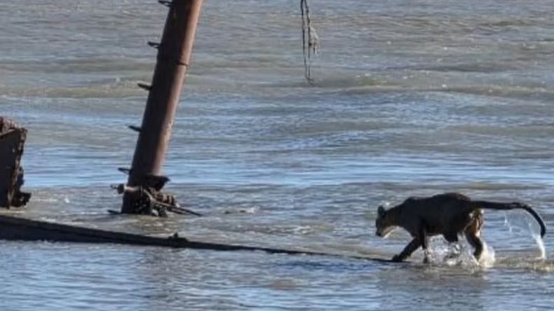 El animal en todo momento se mostró sereno y tranquilo.