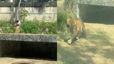 Gerson de Melo Machado tenía 19 años. Gerson de Melo Machado tenía 19 años.