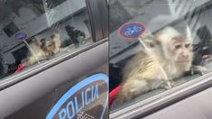 El mono Charly fue declarado sujeto de derechos por la jueza porteña Natalia Molina. El mono Charly fue declarado sujeto de derechos por la jueza porteña Natalia Molina.