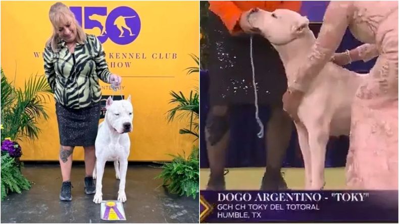 El Dogo Argentino es la única raza nacional reconocida oficialmente por las principales federaciones internacionales.
