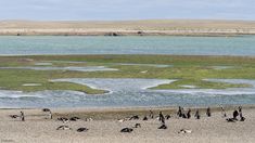 El destino para hacer turismo en Argentina en un paisaje bello con pingüinos alrededor. El destino para hacer turismo en Argentina en un paisaje bello con pingüinos alrededor.