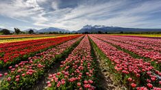 El Campo de Tulipanes florece en octubre y ofrece una postal única. El Campo de Tulipanes florece en octubre y ofrece una postal única.