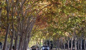 El árbol plátano de sombra que inunda las calles de la Ciudad de Buenos Aires con sus semillas con filamentos peludos.