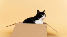 Las Mascotas aman las cajas, pero ¿Cuál es el motivo? Las Mascotas aman las cajas, pero ¿Cuál es el motivo?