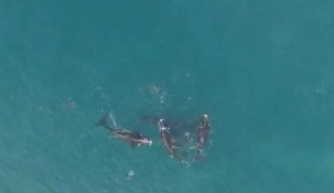 Aparecieron ballenas australes en la costa de Necochea.