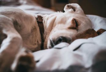 Diversos estudios demostraron que al convivir con perros llegamos a compartir parte de nuestra flora bacteriana con ellos.