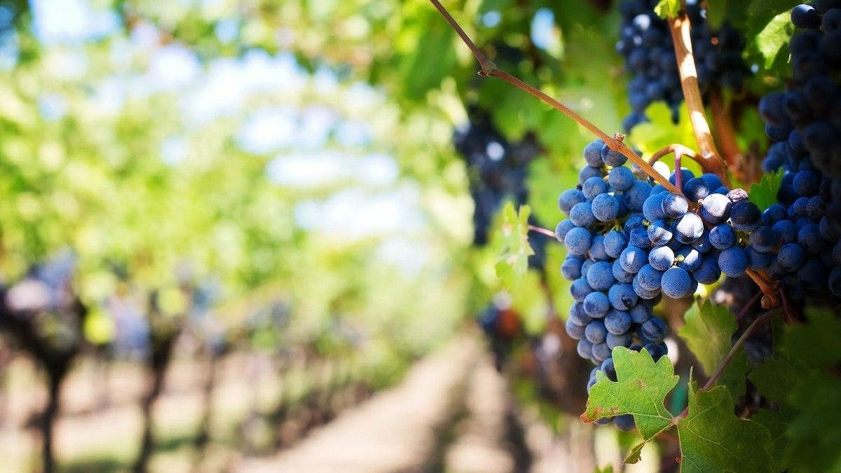 Tres bodegas para disfrutar de buen vino cerca de Buenos Aires