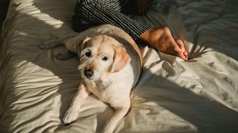 Dormir con perros se volvió una costumbre arraigada en muchos hogares, aunque no todos coinciden en sus beneficios